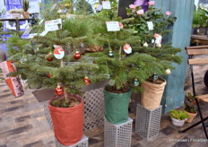 At Dan Roses, they produce pot roses and Christmas trees. And these trios are doing very well. Demand for small Christmas trees, pot grown, is growing every year.